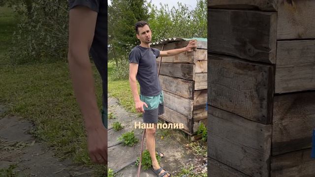 саженцы клубника капельныйполив