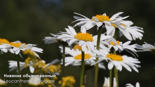 Растения Литвы и Калининградской области / Plants of Lithuania and the Kaliningrad region