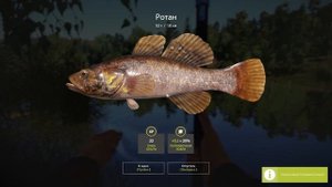 КАК ЛОВИТЬ РЫБУ РОТАН В РУССКОЙ РЫБАЛКЕ 4