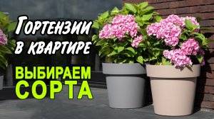 Компактные сорта гортензий, которые можно выращивать в квартирных условиях