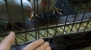 Выращивание Бройлеров 35 дней