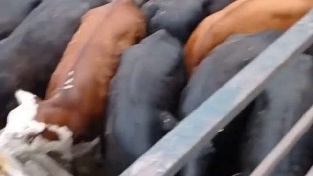Телята Абердин - Ангусы. Телята на откорм.Телята на подсосе.