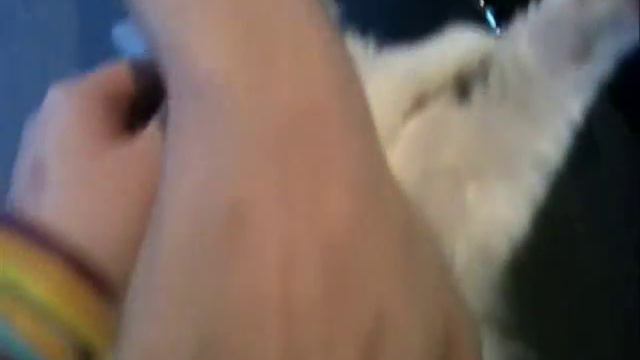 Galatea showing off the ragdoll cat temperament смотреть онлайн