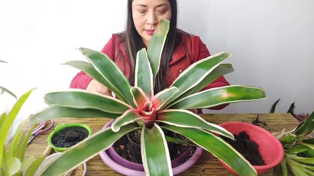 TODO SOBRE BROMELIAS, MANTENIMIENTO CORRECTO Y TIPS смотреть онлайн