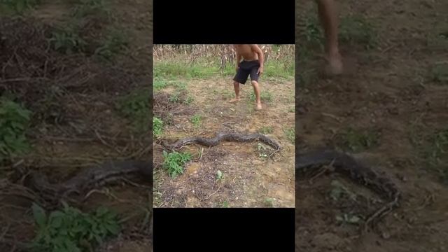 Find Food Meet Giant Anaconda Python - Skills Catch Big Snake To Survival