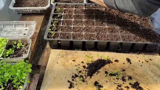 Dlaczego siewki i rozsada się wyciągają? Powód główny i kilka pomniejszych смотреть онлайн