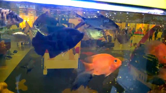 Покорми рыбку, загадай желание ( Часть 2) смотреть онлайн