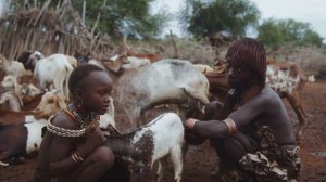 Племя Ашанти в Гане: погребение правителей в золотых гробах со слугами и ценностями