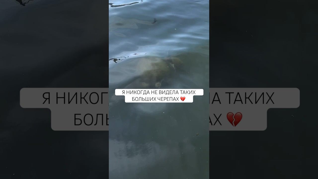 случайно увидели их в Турции в центре города смотреть онлайн