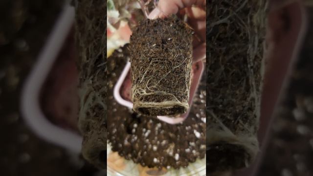 ЗИМНЯЯ ПЕРЕВАЛКА РАСТЕНИЙ/ЧЕРЕНКОВАТЬ ЗИМОЙ ЛЕГКО🌱👍