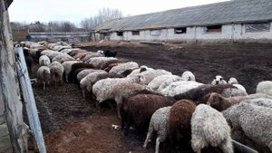 Кормление овец зерном после пастбища