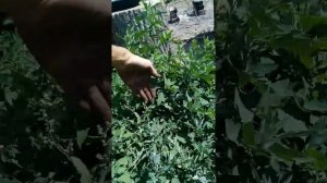 сенокосилка, газонокосилка Мульчер, из бензопилы Дружба своими руками