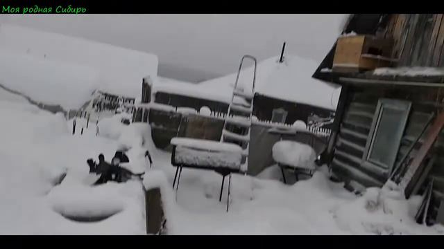 К нам снова прилетели драчуны - голуби! смотреть онлайн