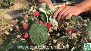 Малина ремонтантная Брянское диво. Сорт малины ремонтантной российской селекции.