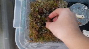 ?ежедневная уборка у улиток ахатин архахатин?#блог #ахатины #ахатина