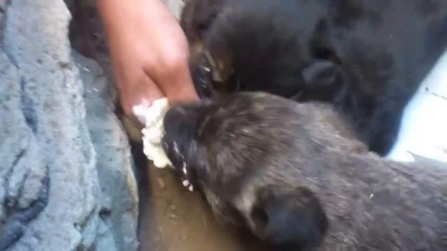 щенки едят мороженное! смотреть онлайн