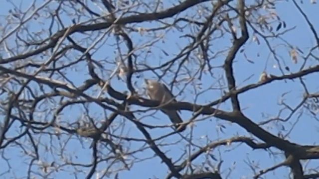 Вяхирь. Витютень. Сизый Голубь. Дикий Голубь (Animal Planet. Pet World)