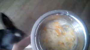 Чем кормить той терьера