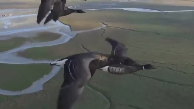 Стая птиц. Какие они умные! смотреть онлайн