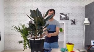 Пересадка Фикуса эластика в кашпо с автополивом Lechuza Classico LS