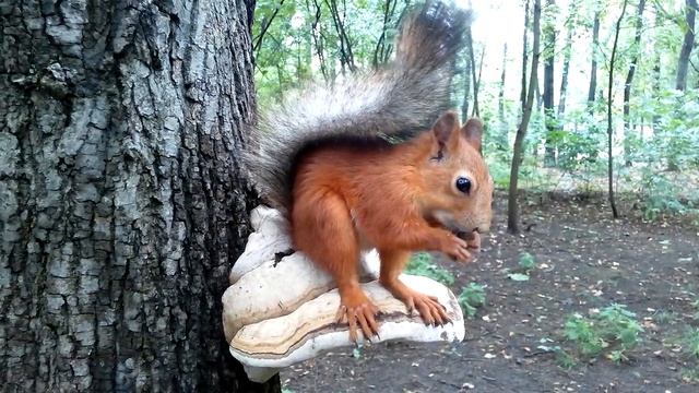белка и гриб / mushroom squirrel смотреть онлайн