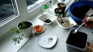 Сеем лук Эксибишен на рассаду     #лук #Эксибишен