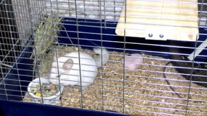 Что нужно купить для шиншиллы (список). Аксессуары для шиншиллы