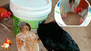 Кормушка курам за 5 минут из ведра 10 л
