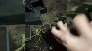 Укоренение ежевики в поздние сроки