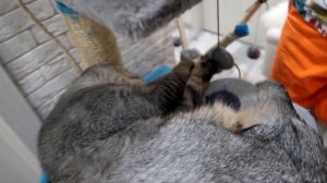 СЛАДУН ПОПРОСИЛ НА НОВЫЙ ГОД IPHONE, А ПОЛУЧИЛ...