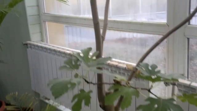 Ботанический сад часть 5! Botanical Garden of the 5! смотреть онлайн