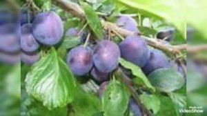 Письмо Деду Морозу от Женщины!