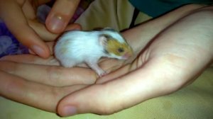 КРОШЕЧНЫЙ ХОМЯК 2 НЕДЕЛИ ОТКРЫЛА ГЛАЗКИ ЕЕ ЗОВУТ ПЯТНЫШКО