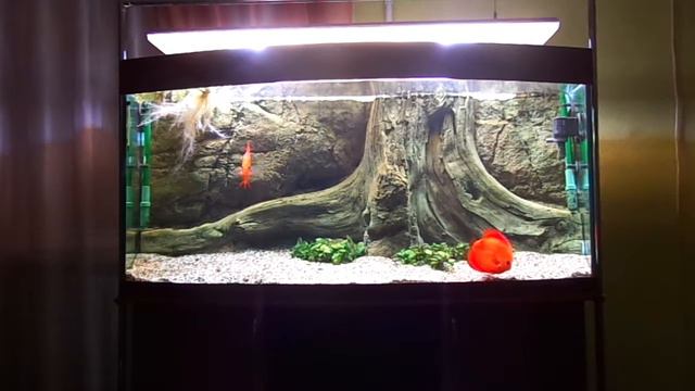 Прикупил трёх сомов в аквариум . смотреть онлайн