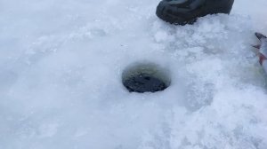 Новости с платника "Белая Дача" 24.01.2021г.