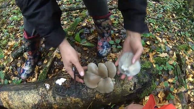 Грибы в Октябре Мытищинский район смотреть онлайн