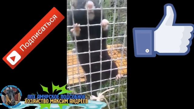 Лесной Хомяк - Карбыш