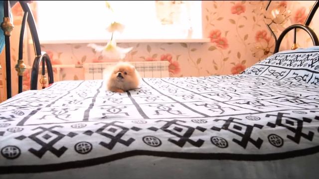 Валенсия смотреть онлайн