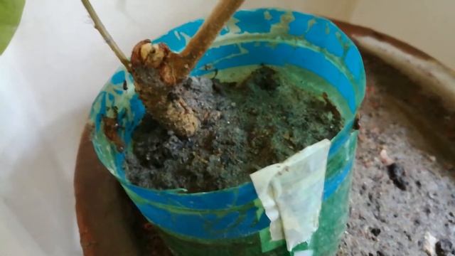 Nebari project of ficus benghalensis bonsai (4th part) | Dhaka Bonsai смотреть онлайн