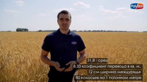 Расчет биологической урожайности озимой пшеницы