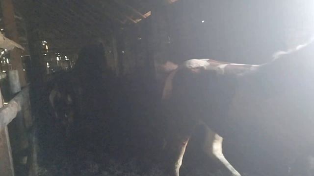 Жеребец определяет кобыл на жеребность смотреть онлайн