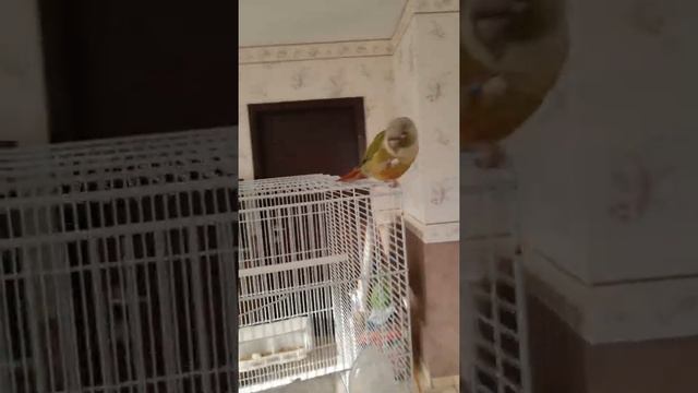 ?? Зеленощёкий краснохвостый попугай //❇️ Conure de Molina // Molina Conure //⚜️ #shorts