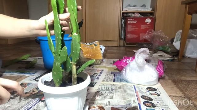 Опунция (Opuntia) посадка смотреть онлайн