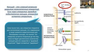 Синдром дырявого кишечника