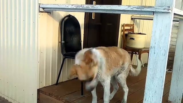 Собака чихает. смотреть онлайн