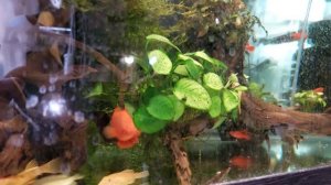 Сабельный меченосец  Броколли.По чему так назвали?