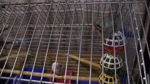 Амадины Знакомство самки с самцом