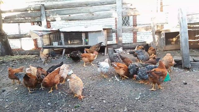 НЕСЧАСТЬЕ У КРОЛИКОВ, ДЕРЕВЕНСКИЕ КУРЫ, КАК ВЫЖИВАЮТ, НОВЫЕ СОБАКИ. смотреть онлайн