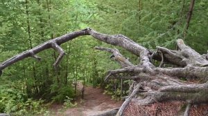 пгт. Березово - Вид на реку Северная Сосьва (Югра, Ханты-Мансийский Автономный Округ)