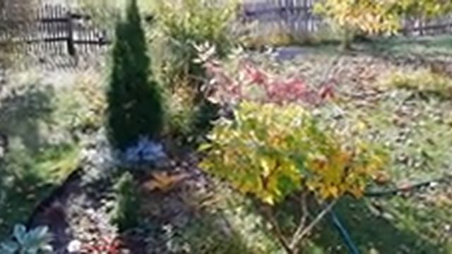 Осенние посадки. Можно ли высаживать и пересаживать декоративные кустарники осенью? смотреть онлайн